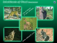 Inhabitants of Wood Screensaver screenshot